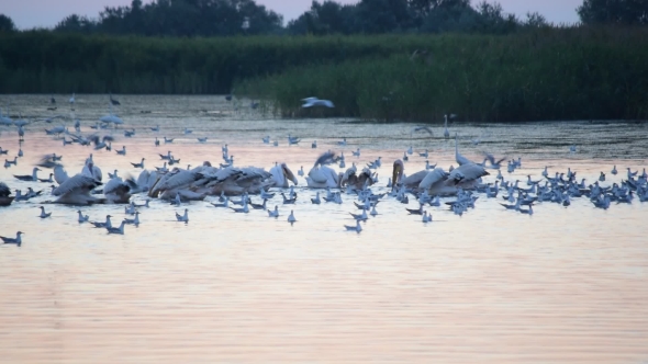 Many Birds Forage On Water At Dawn