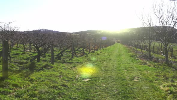 Flight Over the Morning Apple Orchard. The Sun Shines Into the Camera and Beats the Sun's Glare in