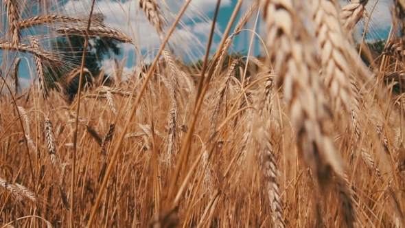 Wheat Field And Spikelets