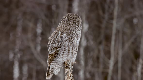 Great Grey Owl perched on post with forest background