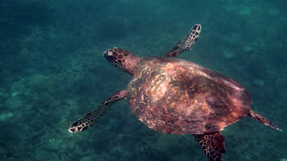 Hawksbill Sea Turtle Swimming Above the Coral Reef on Sunny Rays