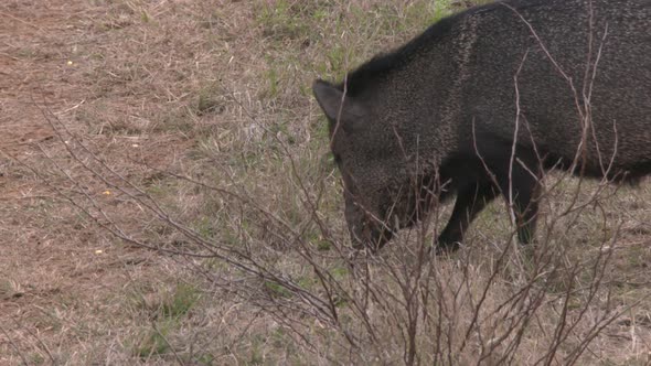 high speed/slow motion shots of javelinas