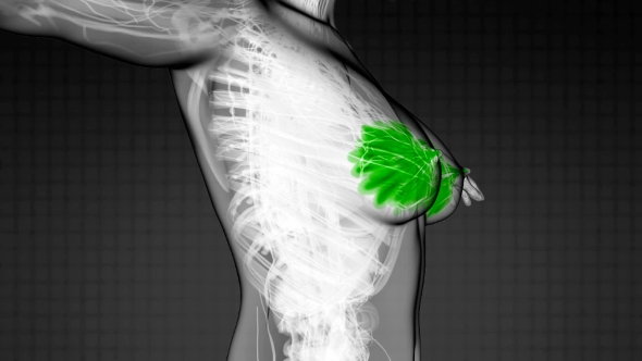 Human Body With Visible Glow Mammary Gland alt