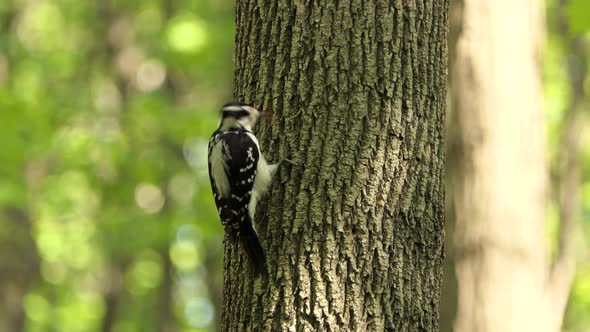 4K A female hairy woodpecker, leuconotopicus villosus; pecking on tree bark for invertebrates agains