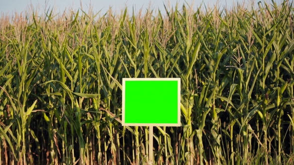 Two Young Farmers On Growing Corn.