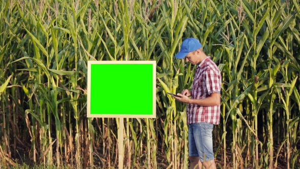 Young Farmer Uses a Digital Tablet On The Background Of Corn Fields.