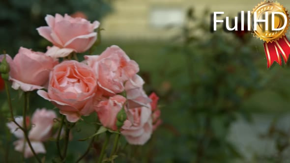 Young Man Sniffing Smelling Roses in the Park 02