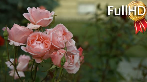 Young Woman Sniffing Smelling Roses in Park 01