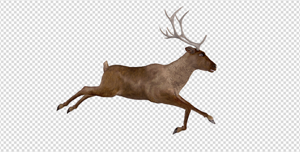 Red Deer - Jump Run Cycle - Right Side View