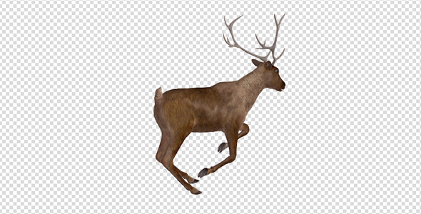 Red Deer - Jump Run Loop - Back Angle View