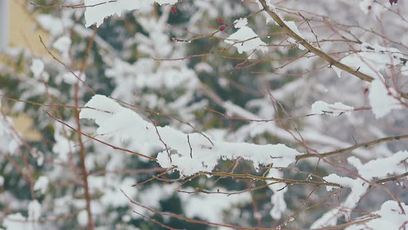 Tree with Little Branches and Lying Melting Snow on Warm Day