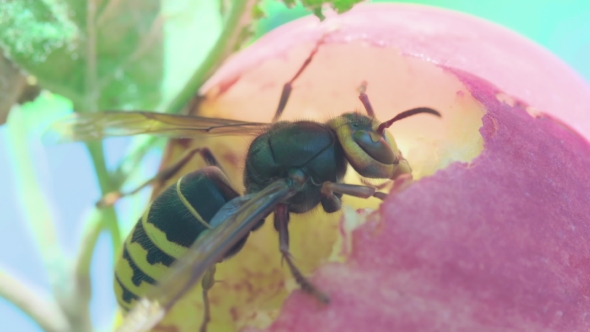 Hornet Eats Red Apple