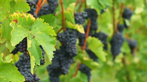 Red Grapes Bunches