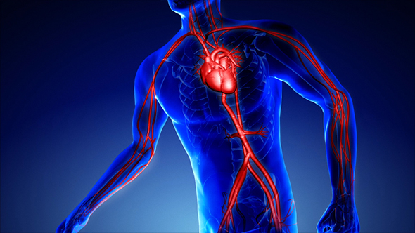 Vascular System Medical Scan alt