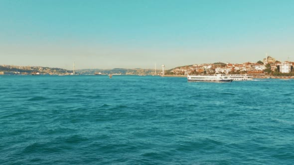 Boar Swims at Golden Horn (Halic) Bay in