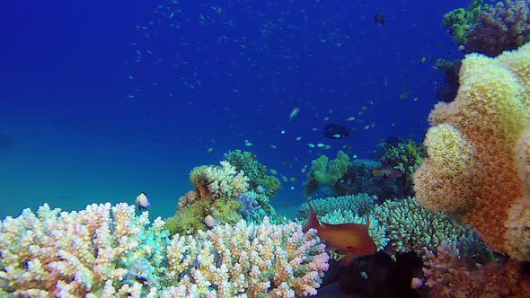 Underwater Scene Colorful World