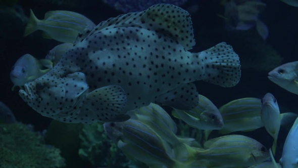 Diverse Undersea World Exhibited In Oceanarium