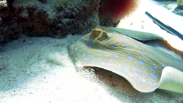 Bluespotted Ribbontail Stingray In The Red Sea