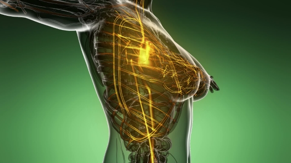 Human Body With Glow Blood Vessels alt