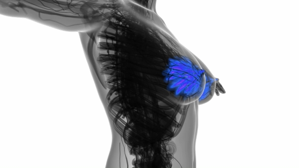 Human Body With Visible Glow Mammary Gland alt