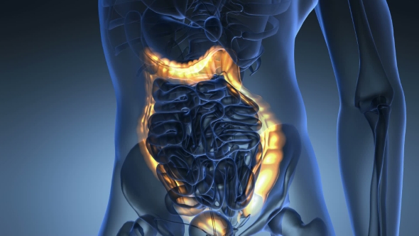 Anatomy Scan Of Human Colon alt