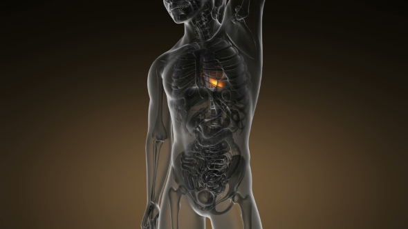 Anatomy Scan Of Human Heart alt