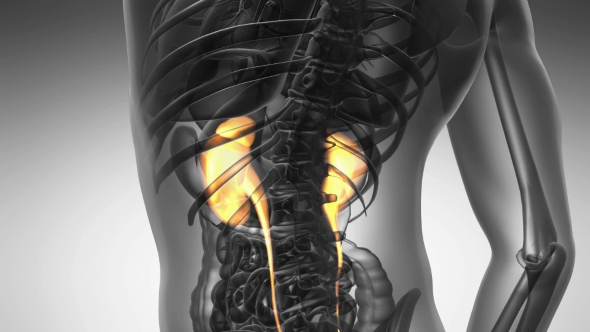 Anatomy Scan Of Human Kidneys