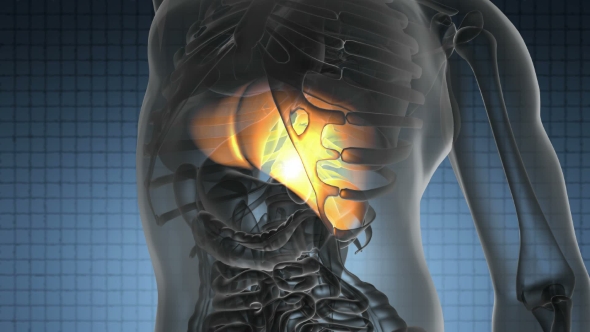 Anatomy Scan Of Human Liver