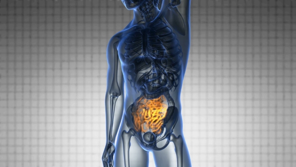 Anatomy Scan Of Human Small Intestine alt