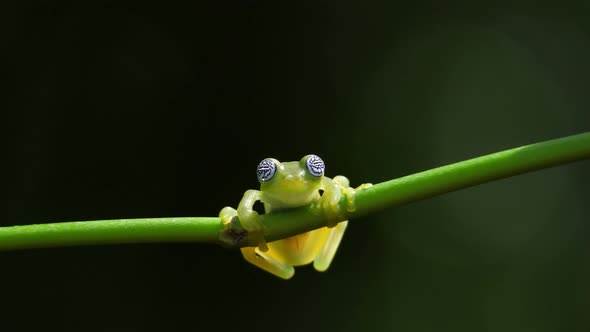 Glass Frog in its Natural Habitat in the Caribbean Forest