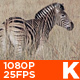 Zebra 03 - VideoHive Item for Sale