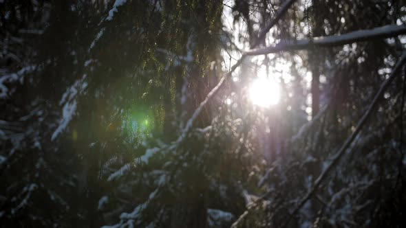 Sunlight in Forest