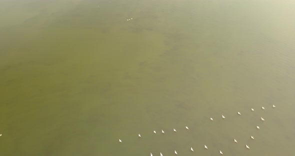 Breeding Grounds of Pelicans in Tuzly Estuary National Nature Park Near By Black Sea Coast, Ukraine