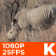 African White Rhino 06 - VideoHive Item for Sale
