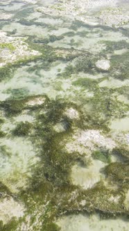 Vertical Video of Low Tide in the Ocean Near the Coast of Zanzibar Tanzania