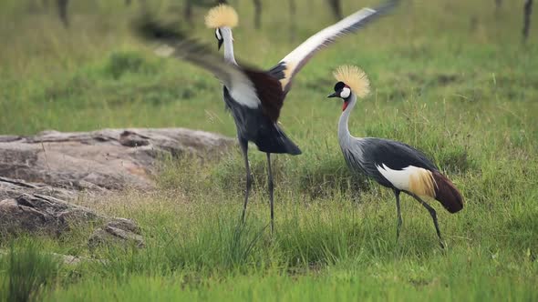 A Pair Of Gray Crowned Crane Searching In The Grass Of The Meadow In Kenya. -wide shot