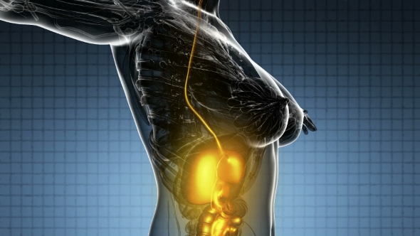 Human Body With Visible Digestive System alt