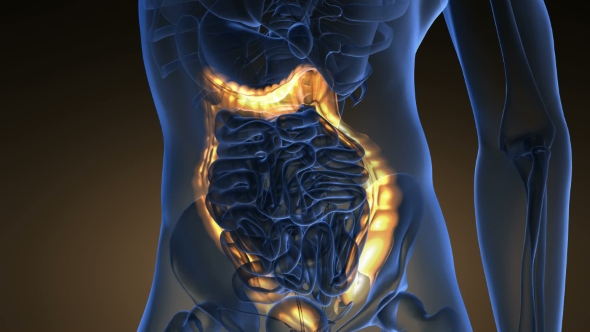 Anatomy Scan Of Human Colon alt