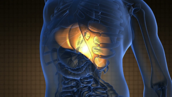 Anatomy Scan Of Human Liver alt