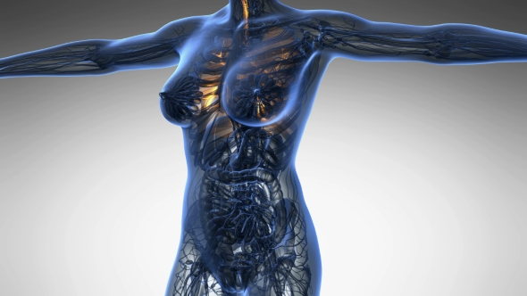 Human Body With Visible Lungs alt