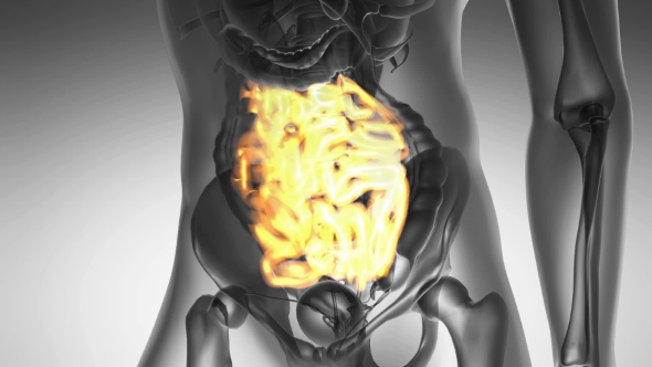 Anatomy Scan Of Human Small Intestine alt