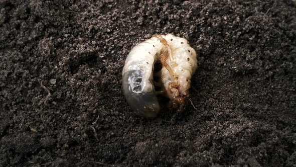 White Grub on Black Soil, June Bug Maggot, Ecosystem Organism, Environment