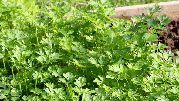 Parsley Greens Grow in the Garden