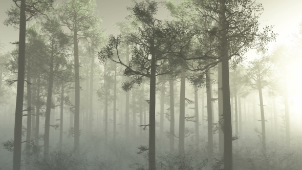 Morning Forest In Fog