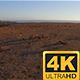 Cows near the sea in Alentejo - VideoHive Item for Sale