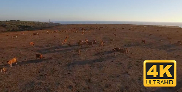 Cows near the sea in Alentejo