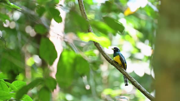 Costa Rica Birds, Black Headed Trogon (trogon melanocephalus), Tropical Bird in the Forest of Carara