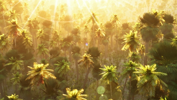 Tropical Palm Forest At Sunset