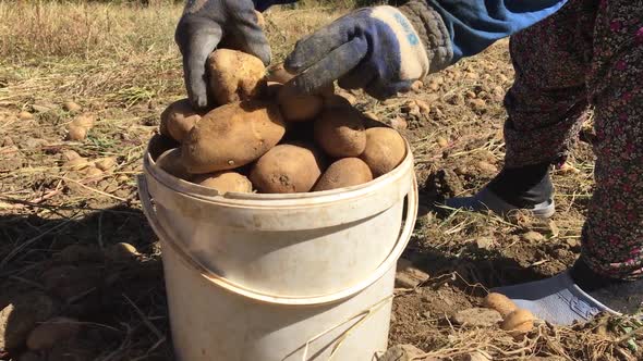 Female Worker Collects Potatoes