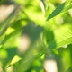 Shooting Near the Fresh Leaves of the Plant - VideoHive Item for Sale